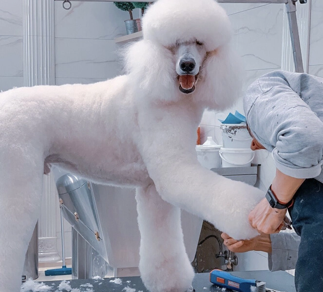 Dog grooming for over 10 years